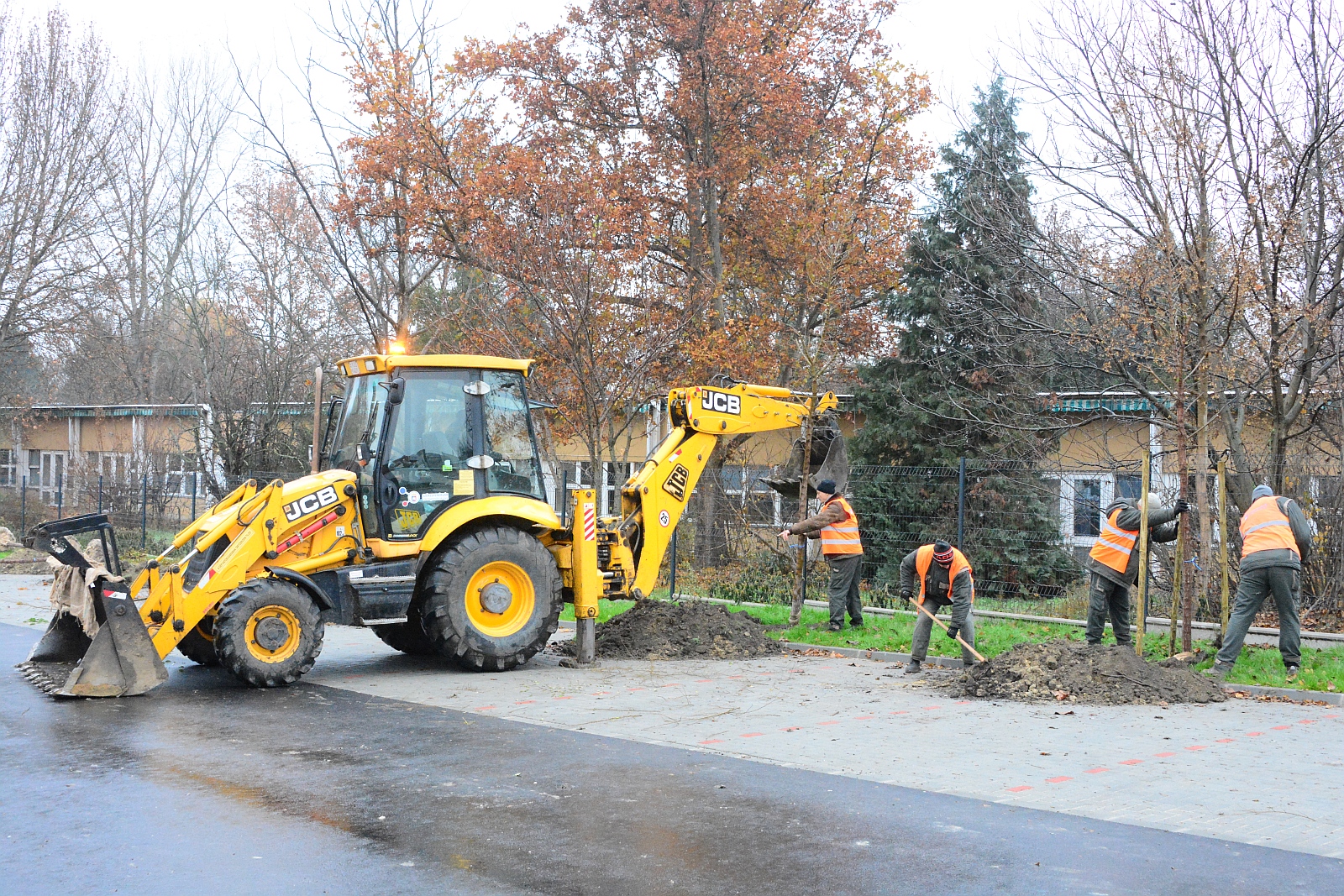 Nagy törzsméretű pusztaszileket ültettek az új kórház parkolóba